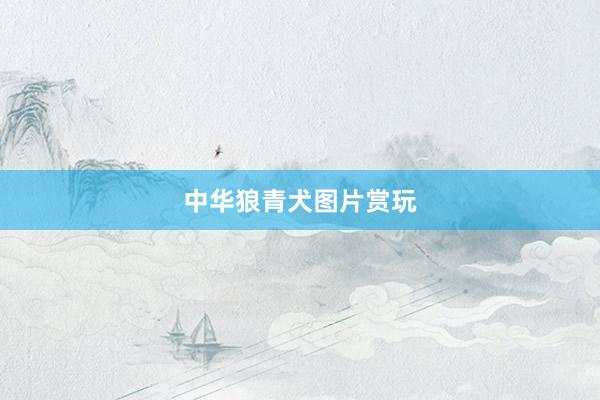 中华狼青犬图片赏玩